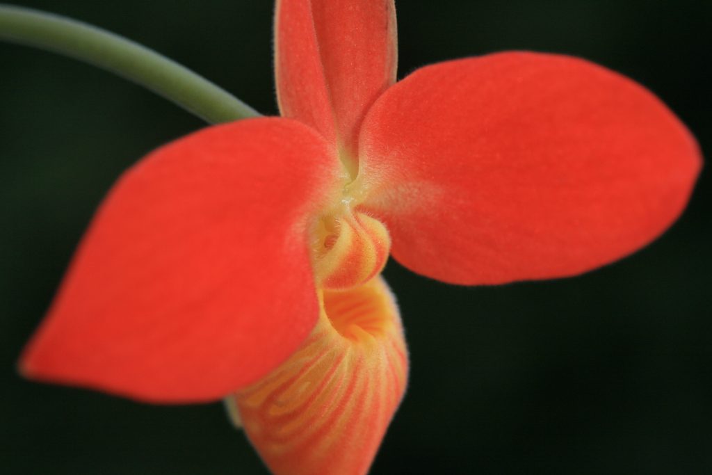 Phragmipedium Jersey 'Firestarter' EY11893 4