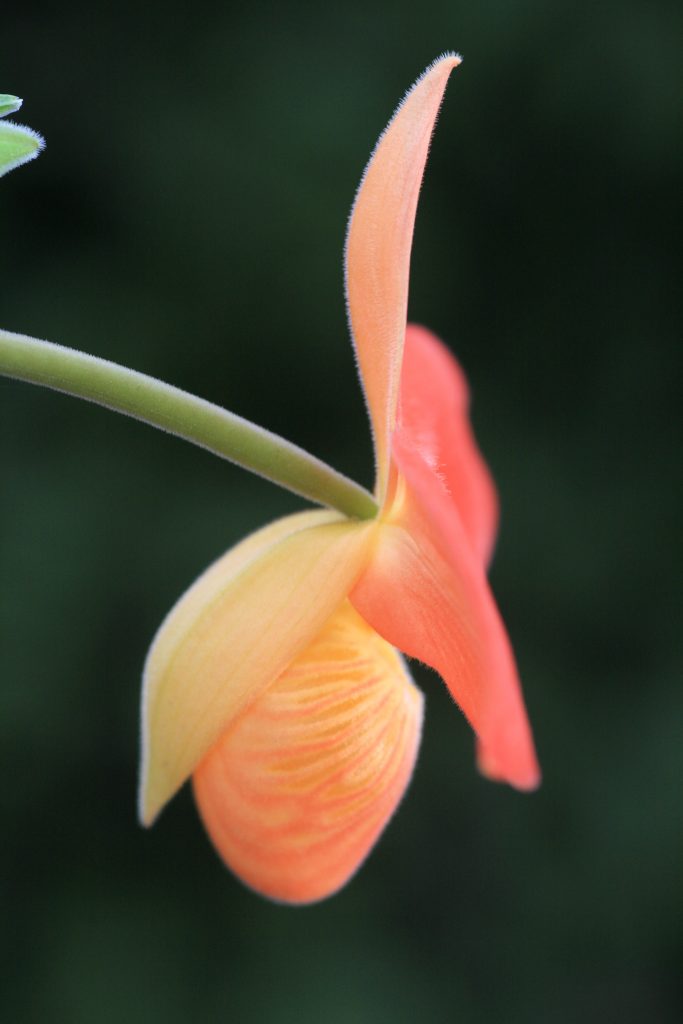 Phragmipedium Jersey 'Firestarter' EY11893 7