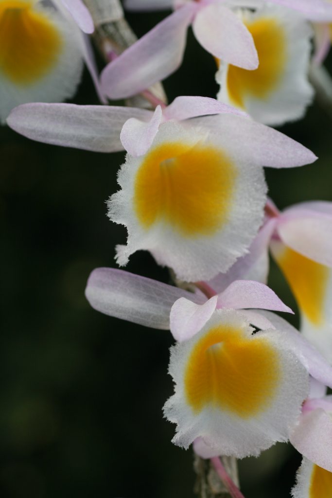 Dendrobium primulinum Elite Orchids