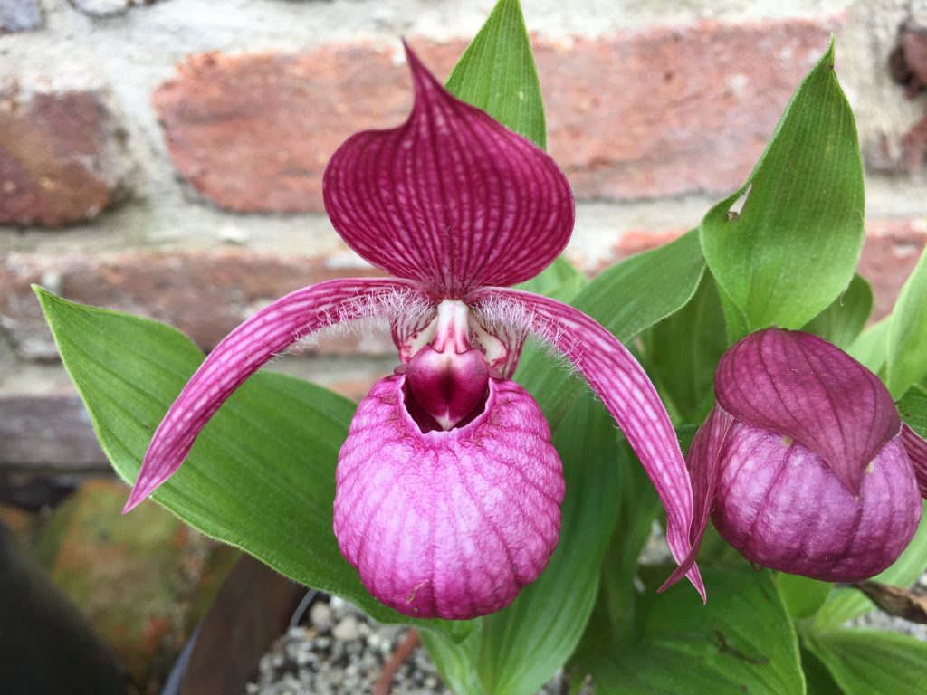 Cypripedium 'Macra Pink' Elite Orchids