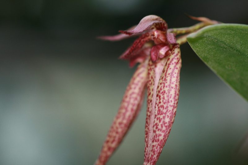 Bulbophyllum Emily Siegerist (Elizabeth Anne x lasiochilum)