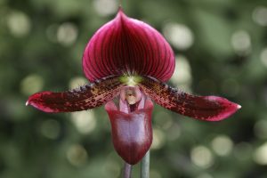 Paphiopedilum Maudiae Vinicolor | Elite Orchids