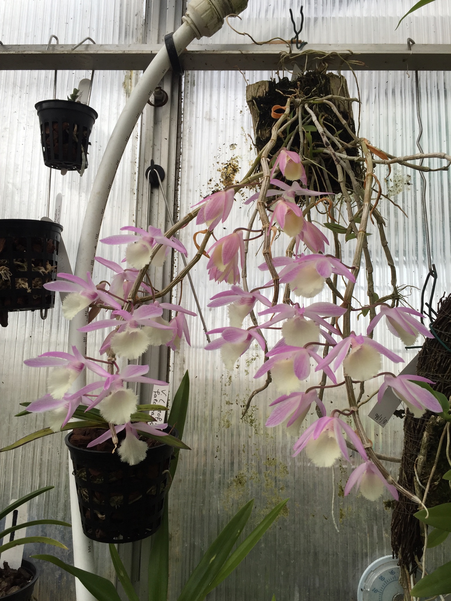 Dendrobium aphyllum Elite Orchids
