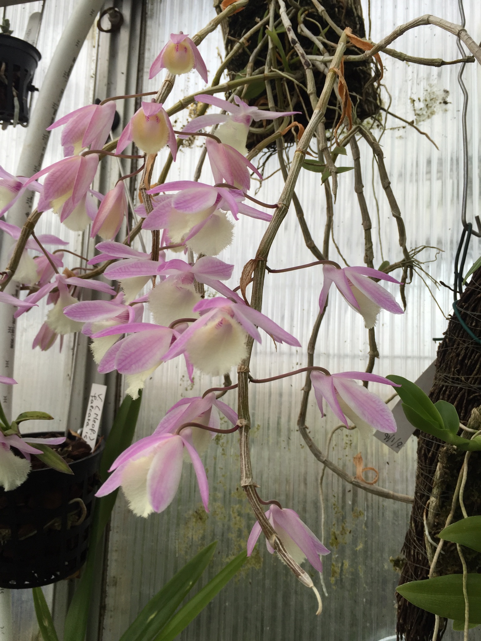 Dendrobium aphyllum Elite Orchids