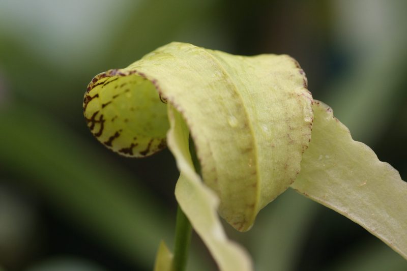 Bulbophyllum arfakianum 'Elite's 1st'