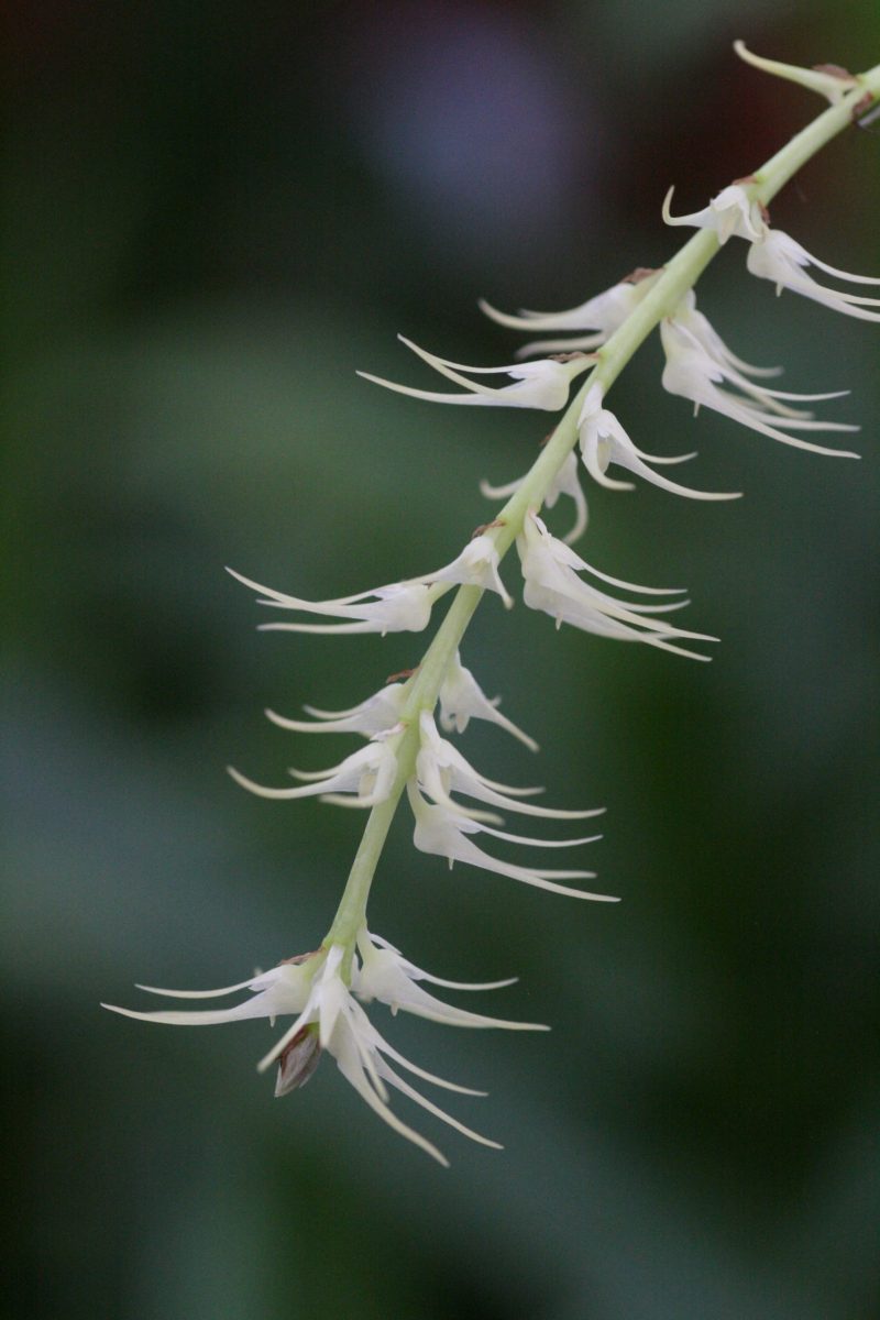 Bulbophyllum cocoinum