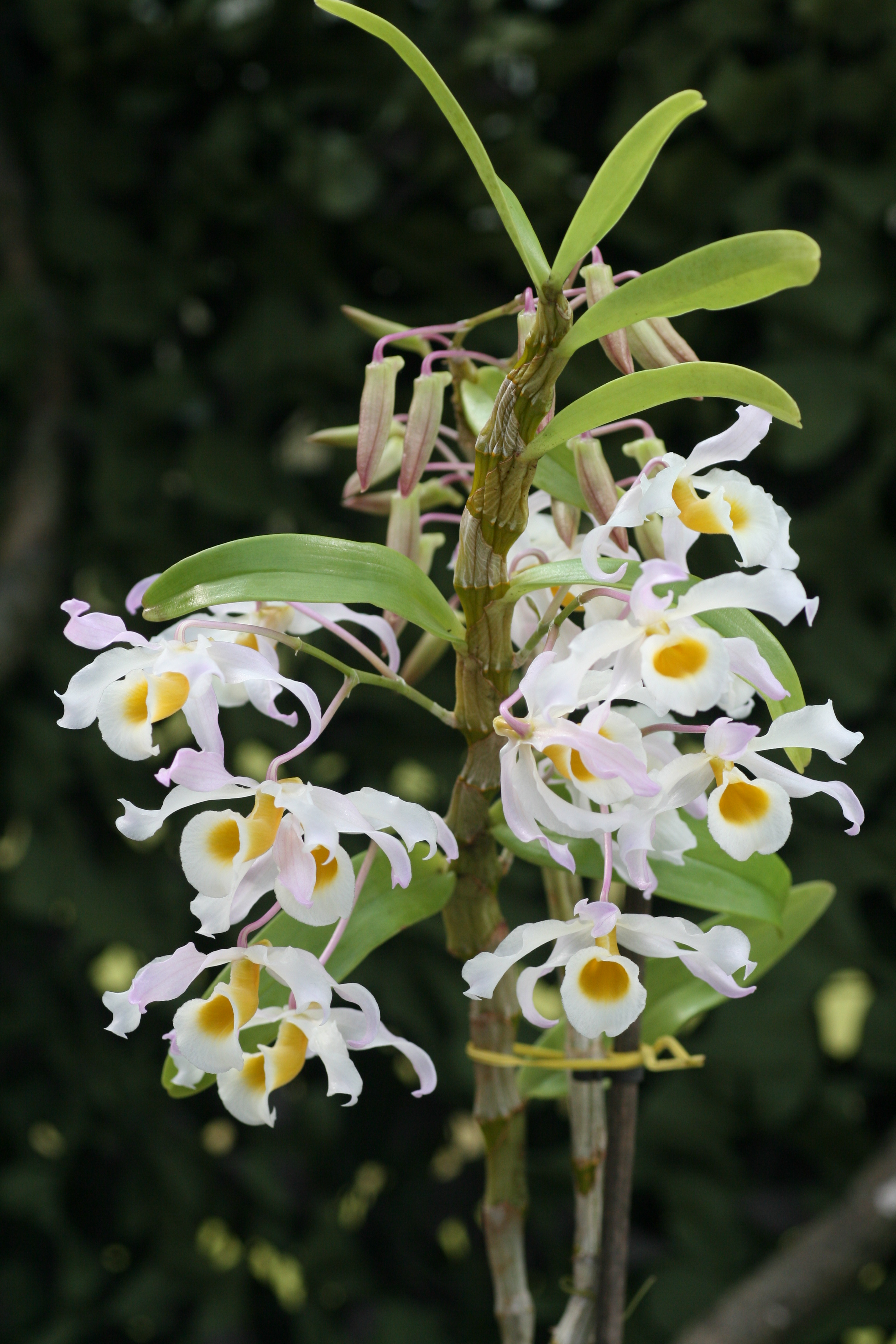 Kết quả hình ảnh cho Dendrobium signatum