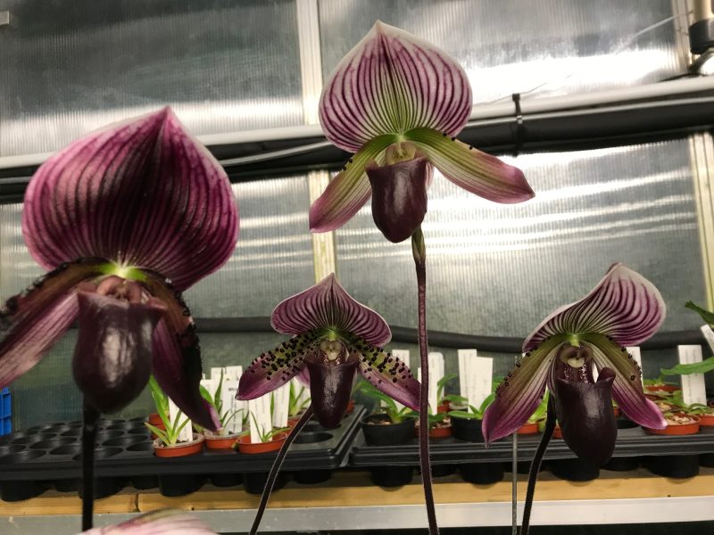 Paphiopedilum (Tristar Mabo x Hung Sheng Bay) x Maudiae Vinicolor 'Elites Rainbow'  EO006
