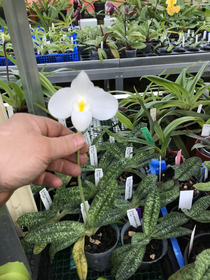 Paphiopedilum delenatii var album x self - Image 5