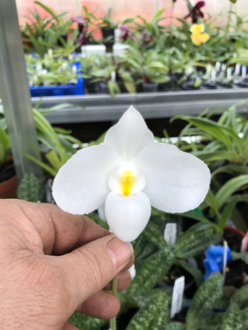 Paphiopedilum delenatii var album x self - Image 4