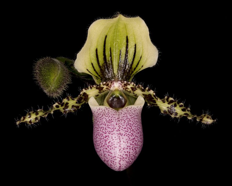 Paphiopedilum victoria-reginae syn chamberlainianum