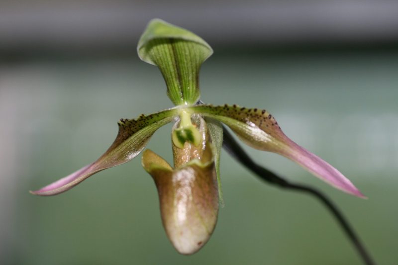 Paphiopedilum appletonianum x sib (syn. wolterianum)