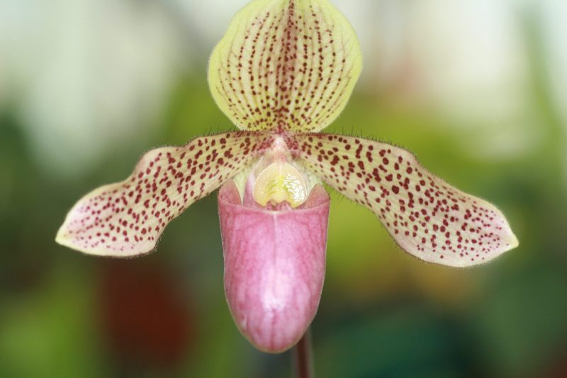 Paphiopedilum Graham Robertson (sukhakulii 'Wayfarer' x henryanum 'Pink Panther')