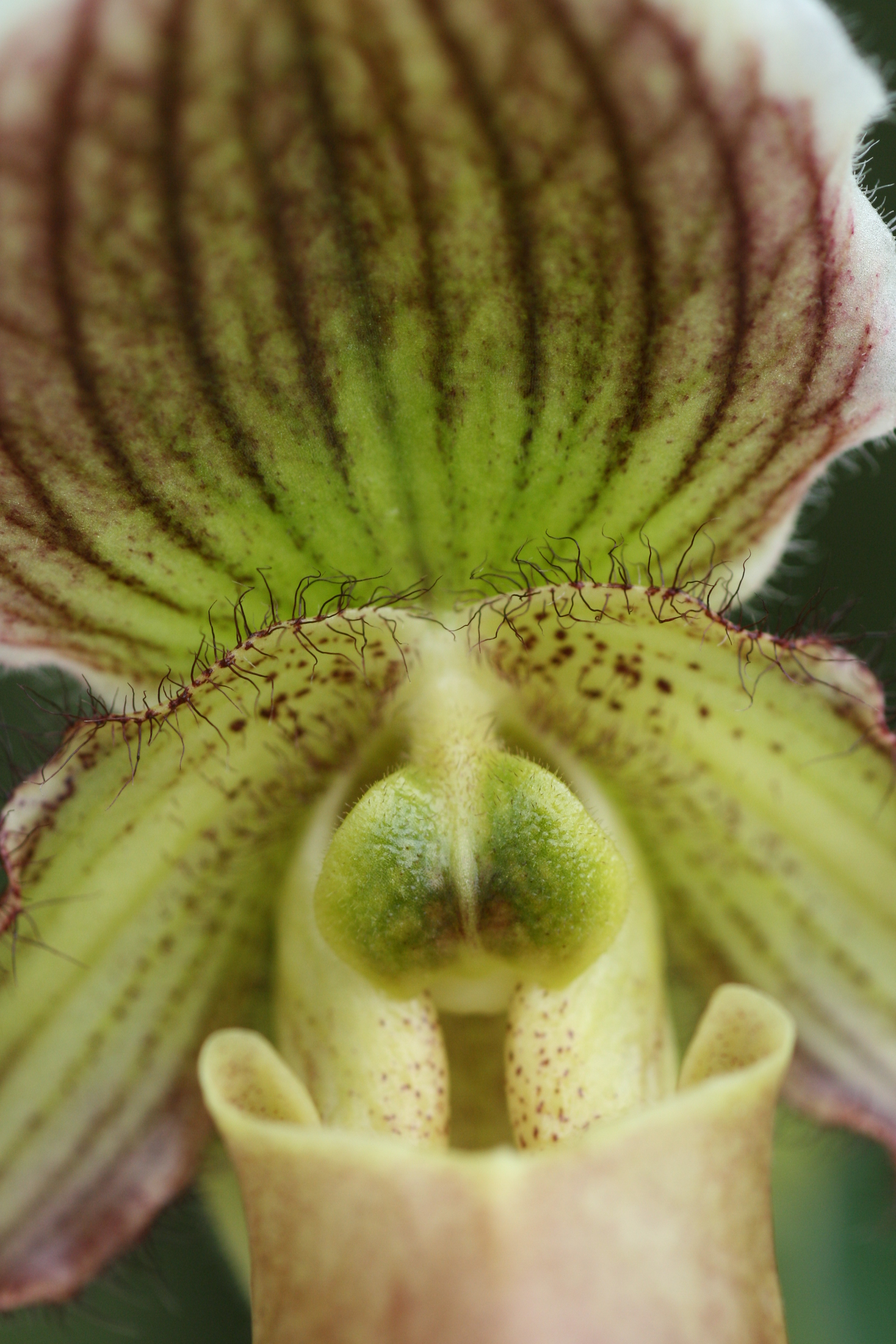 Paphiopedilum fairrieanum x Pinocchio | Elite Orchids