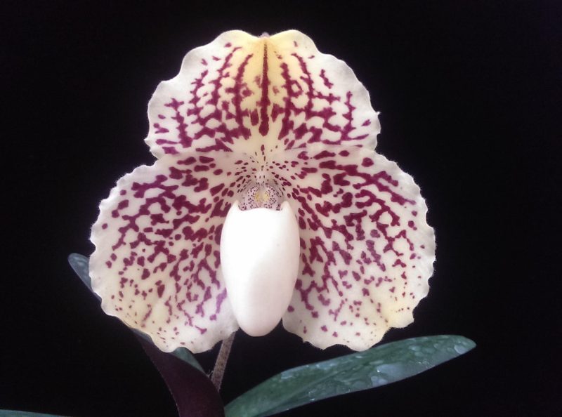 Paphiopedilum leucochilum