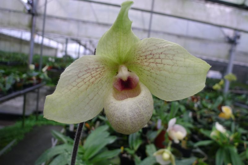 Paphiopedilum Memoria Larry Heuer (malipoense x emersonii)