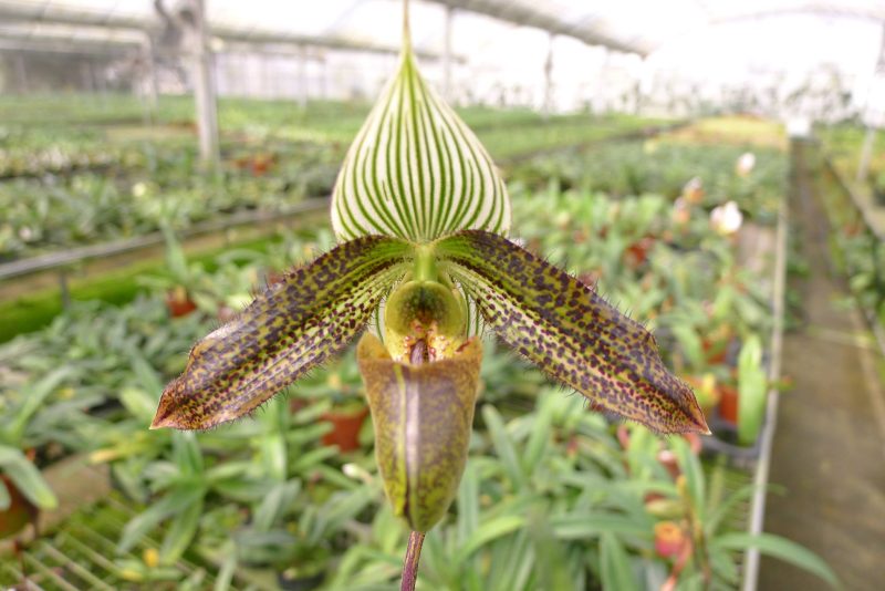 Paphiopedilum wardii