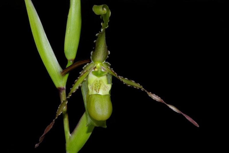 Phragmipedium boissierianum