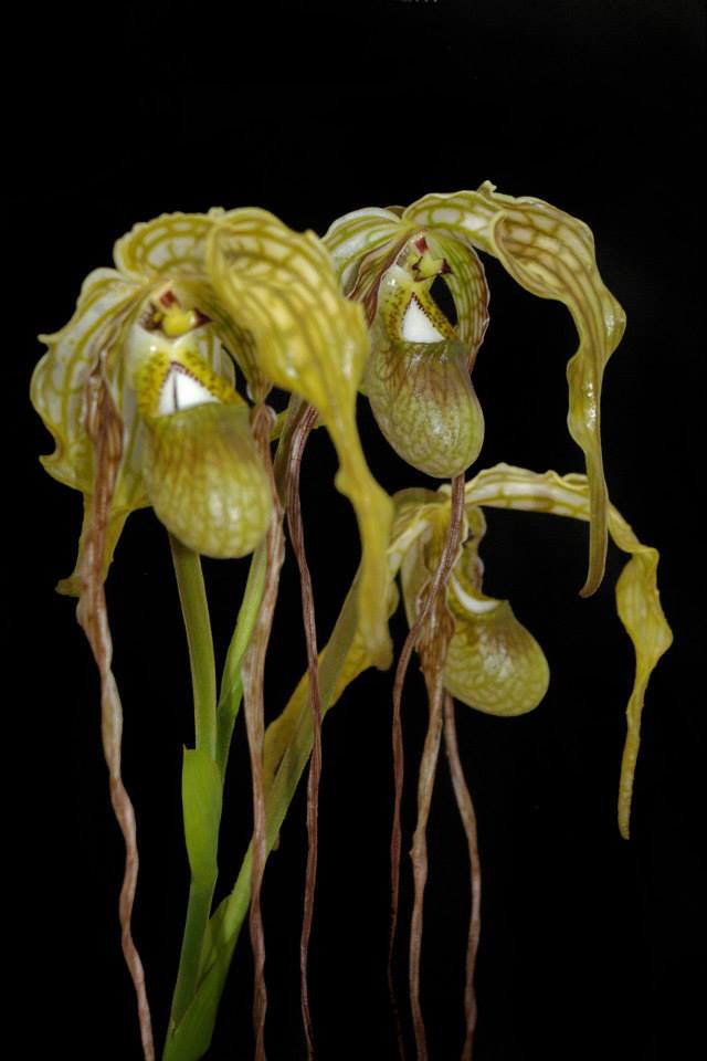 Phragmipedim Species caudatum Dark NEW Orchidee Orchideen 