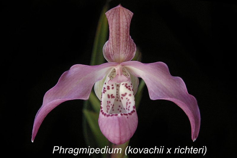 Phragmipedium Peruflora's Angel (kovachii x richteri)