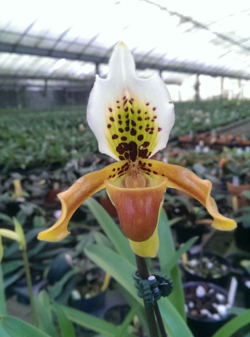 Paphiopedilum exul