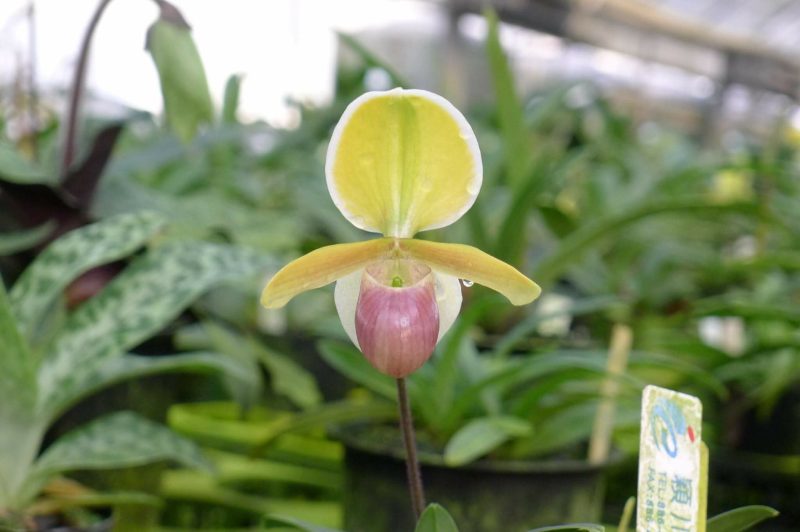 Paphiopedilum helenae