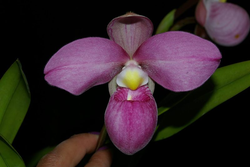 Phragmipedium Eumelia Arias (kovachii x schlimii)
