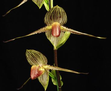 HOA GIEO TỨ TUYỆT 2 - Page 41 Paphiopedilum-rothschildianum-new-horizon2