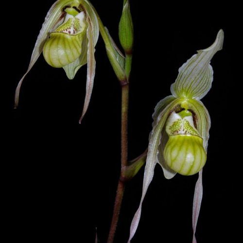 Orchidee Phragmipedium Saint Ouen x longifolium Frauenschuh