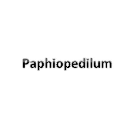 Paphiopedilums