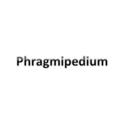 Phragmipediums