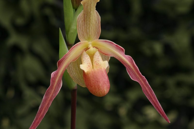 Phragmipedium Saint Peter 'Cornish Cream' (Eric Young x longifolium)