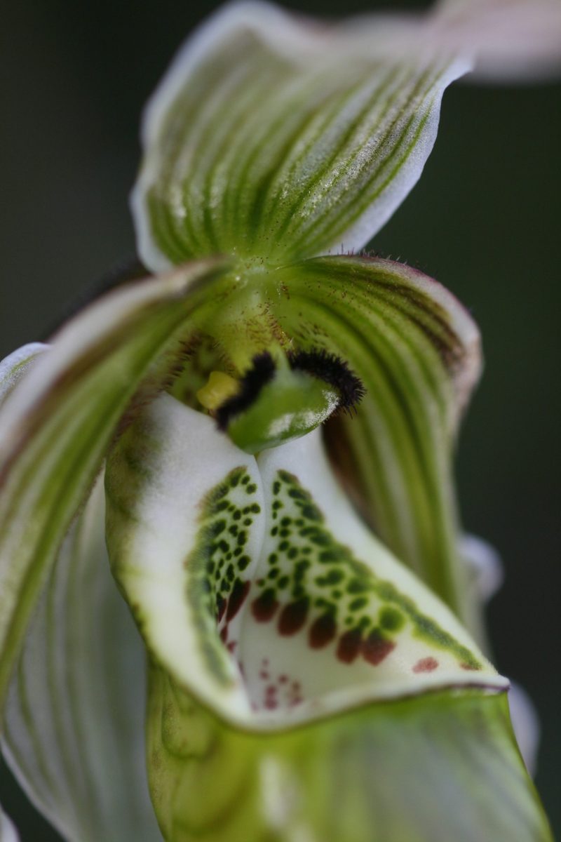 Phragmipedium pearcei 'Eagle'