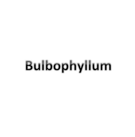Bulbophyllums