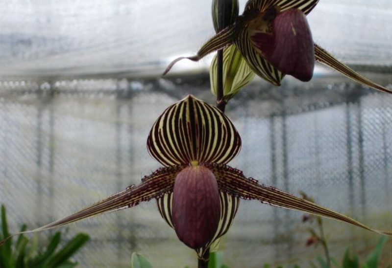 Paphiopedilum rothschildianum x sib ('Giant Wings' GM/WOC x 'X Hot' SMM/JOGA )