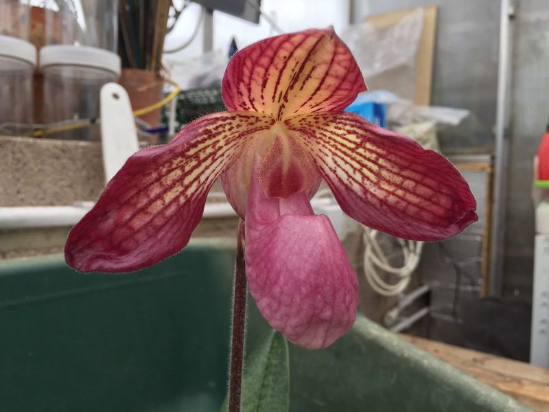 Paphiopedilum Gloria Naugle (rothschildianum x micranthum)