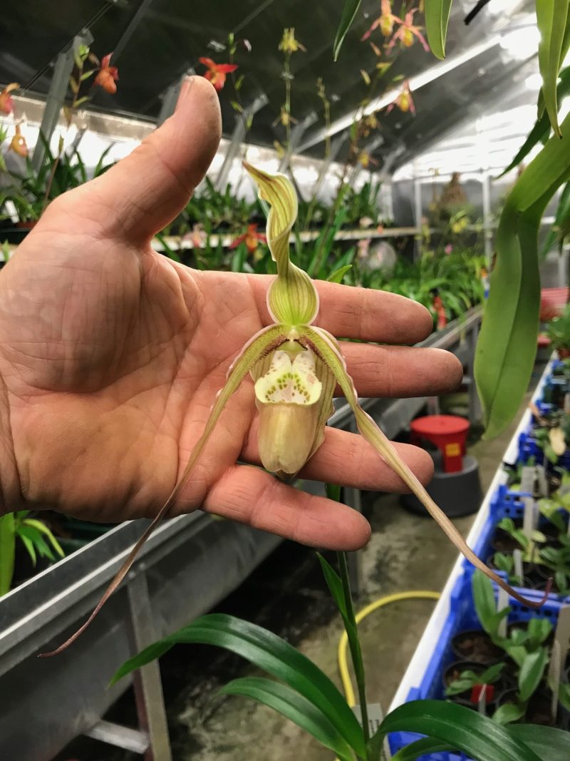 Phragmipedium Ainsworthii x Memoria Garren Weaver