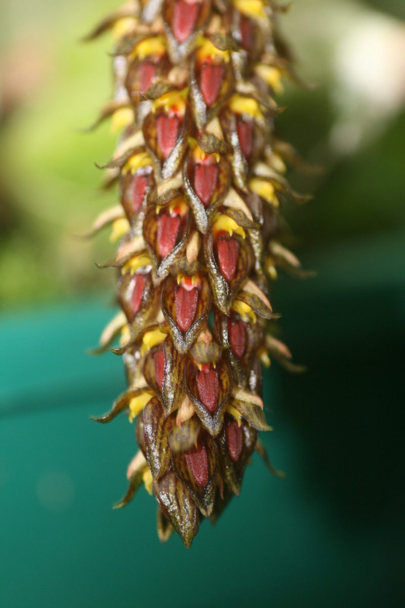 Bulbophyllum propinquum