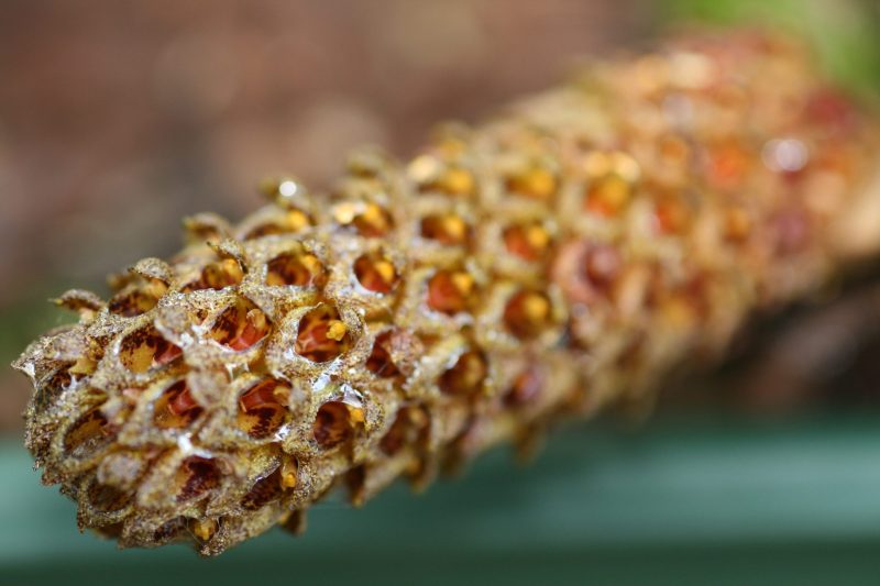 Bulbophyllum crassipes