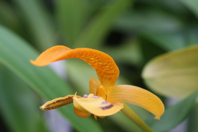 Bulbophyllum dearei