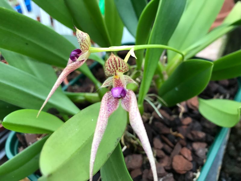 Bulbophyllum Kalimpong (ornatissimum x guttulatum) 'Elite's 1st'
