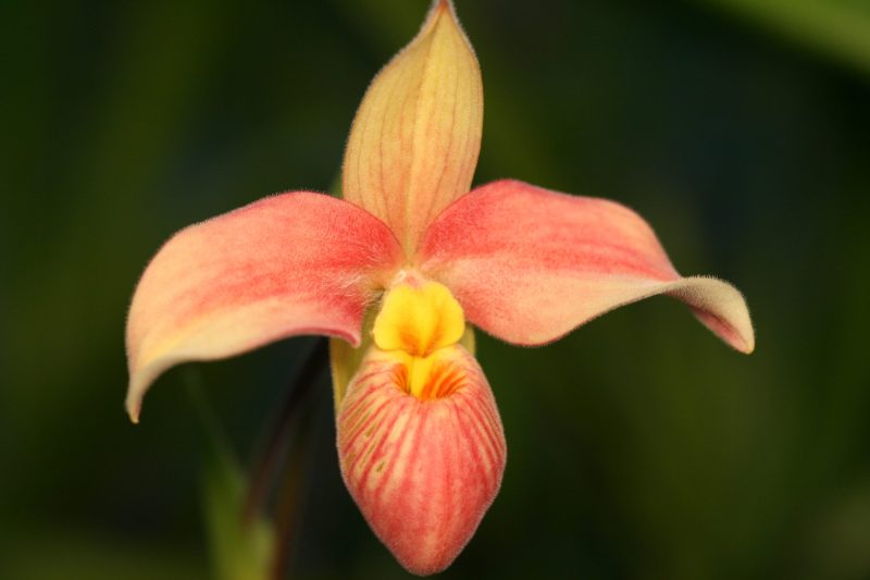 Phragmipedium Silver Rose 'Pick n Mix'