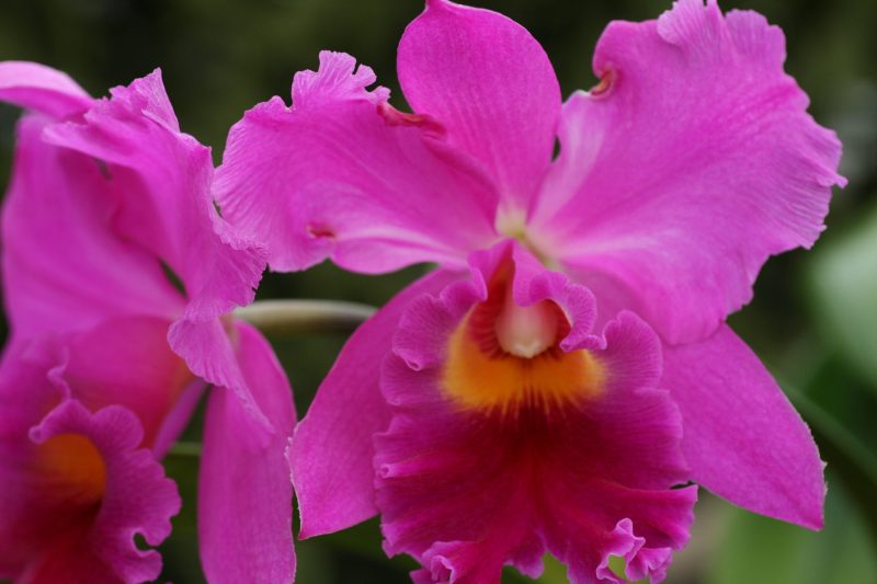 Rlc Sweet Honey (Blc Bryce canyon x Amy Warasugi)