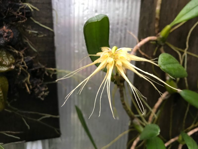 Bulbophyllum vaginatum 'Elite's 1st'