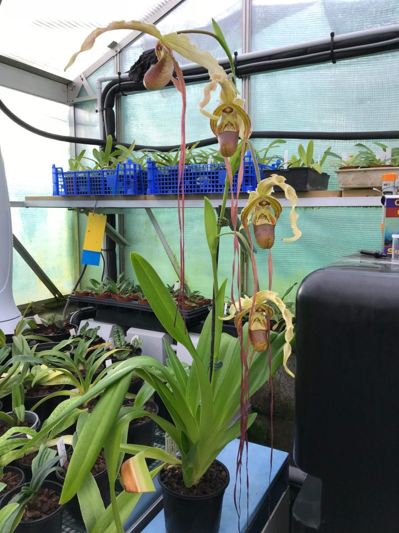 Phragmipedium Devil Fire (Grande ‘Woodstream Giant’ x warscewiczianum) WS03067