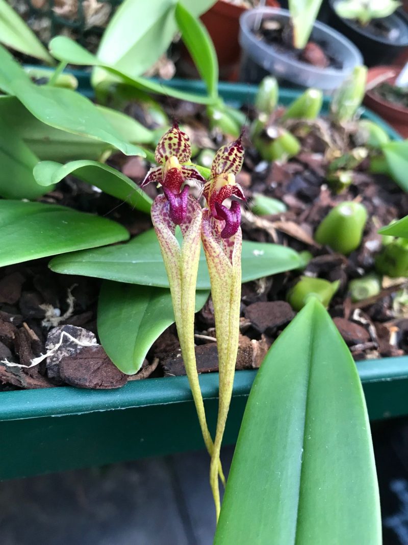 Bulbophyllum ornatissimum 'Elite's 1st'