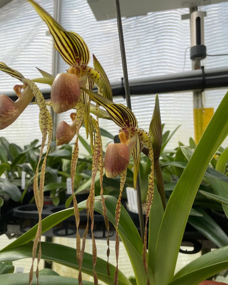 Paphopedilum Bell Royal (rothschildianum x kolopakingii) x sanderianum