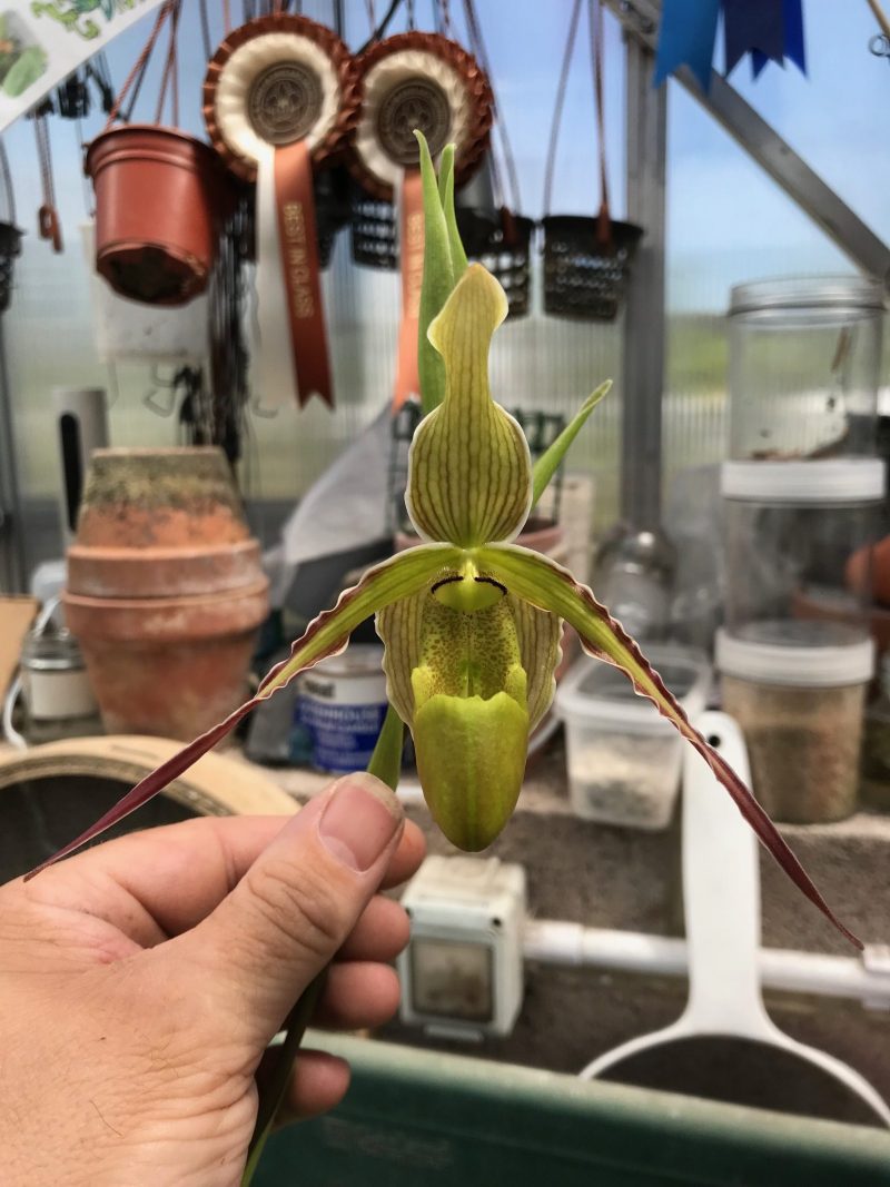 Phragmipedium longifolium