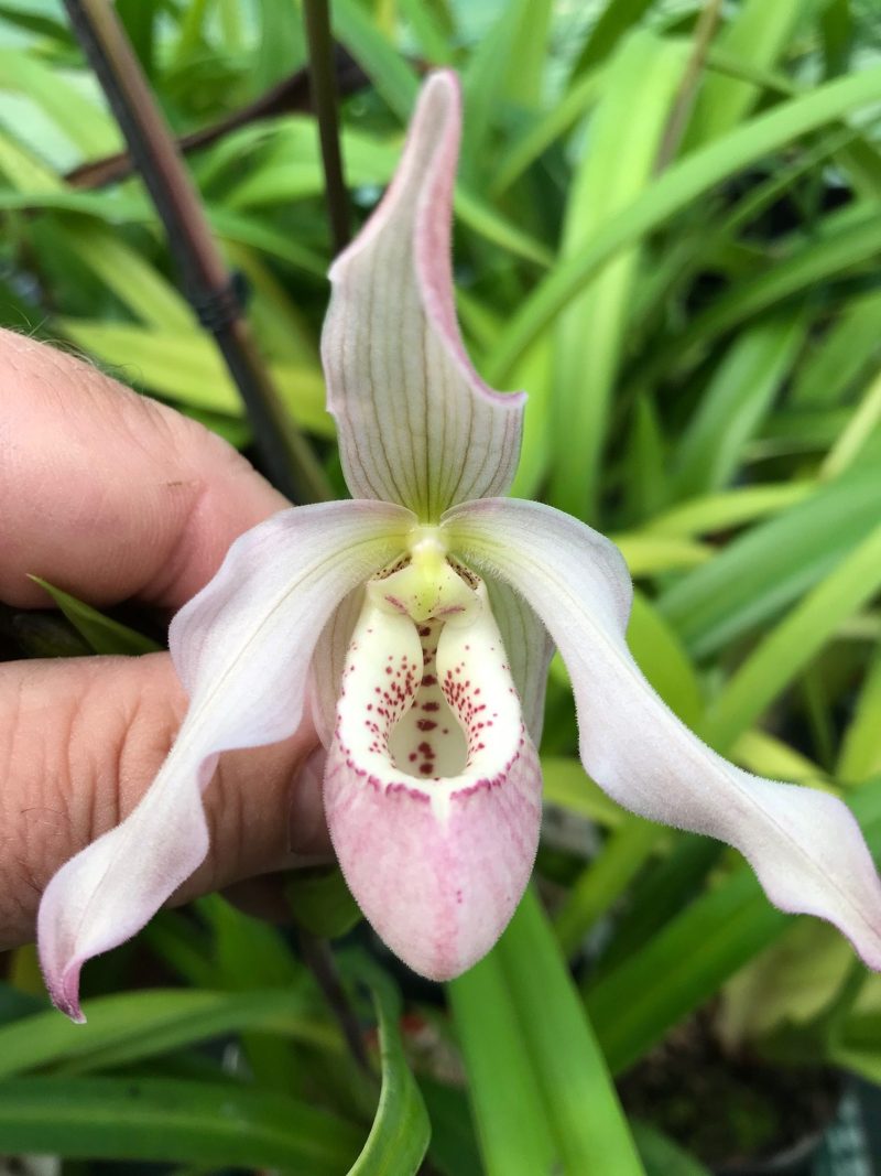 Phragmipedium Wossen (richteri x schlimii)