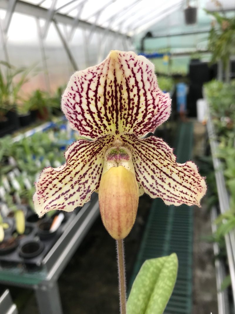 paphiopedilum_estella_elite_orchids
